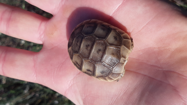 Testudo graeca  photographed by ג'ורג'י נורקין 