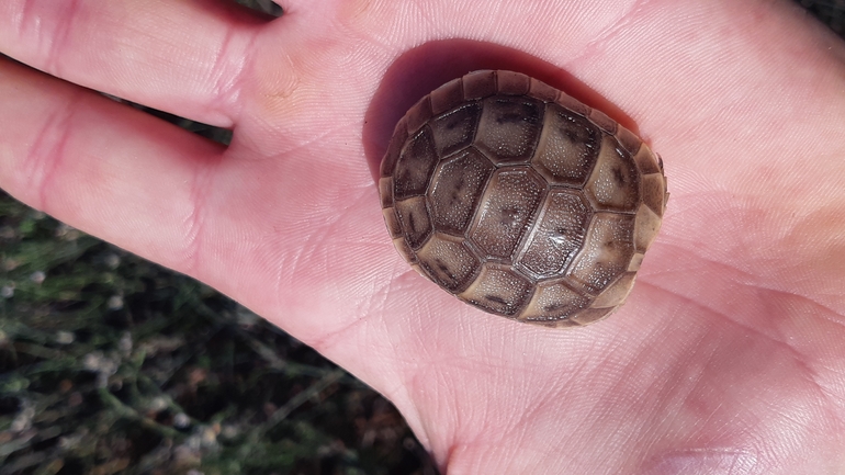 Testudo graeca  photographed by ג'ורג'י נורקין 