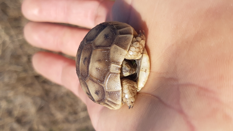 Testudo graeca  photographed by ג'ורג'י נורקין 