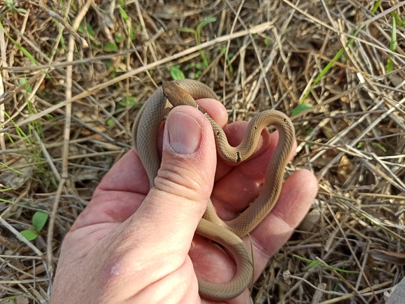 Coluber rubriceps  photographed by בעז שחם 