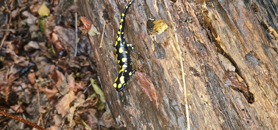 Salamandra infraimmaculata  photographed by עופר שנער 