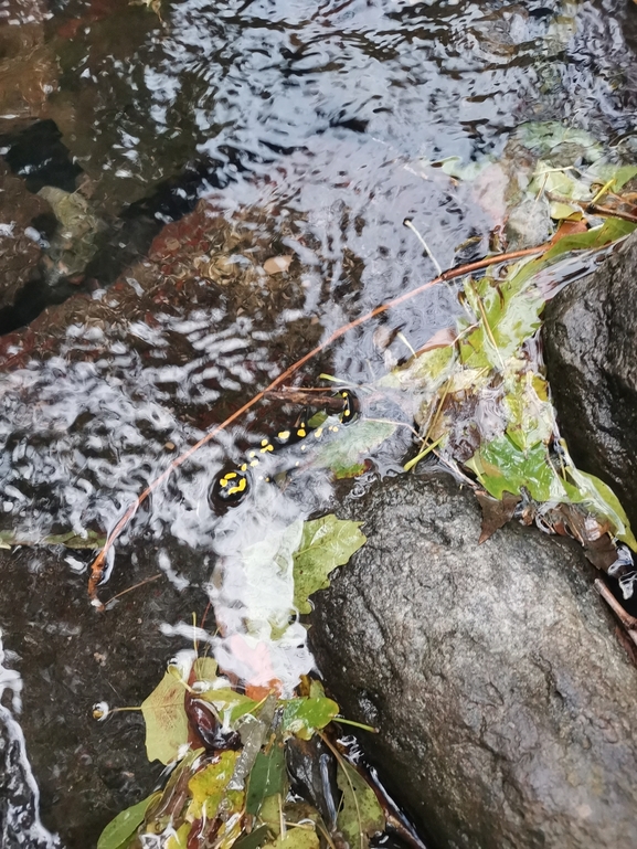 Salamandra infraimmaculata  photographed by צוות תל דן 