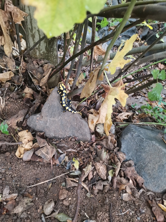 Salamandra infraimmaculata  photographed by צוות תל דן 