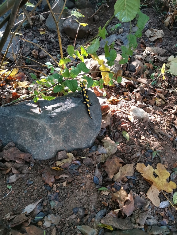 Salamandra infraimmaculata  photographed by צוות תל דן 