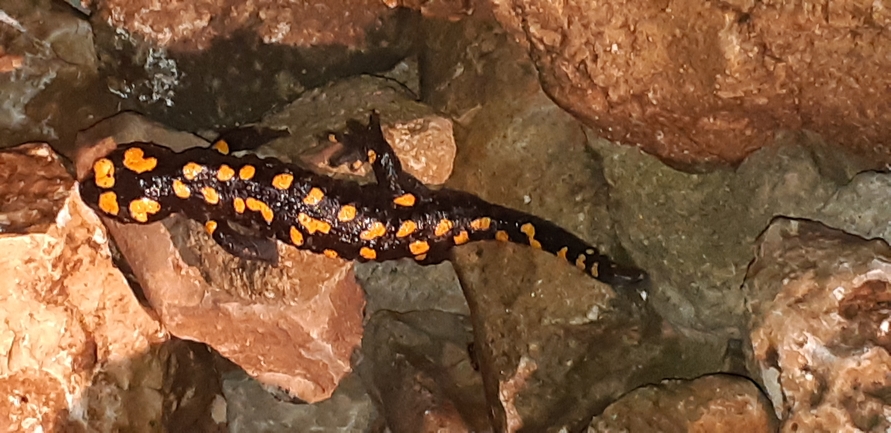 Salamandra infraimmaculata  photographed by אורן חן 