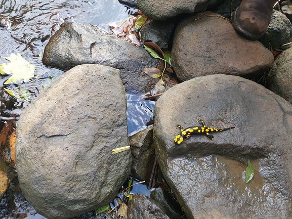 Salamandra infraimmaculata  photographed by מוחי עיד 