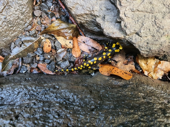 Salamandra infraimmaculata  photographed by מוחי עיד 