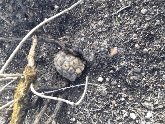 Testudo graeca  photographed by יעקב קזס 