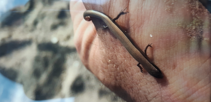 Ablepharus kitaibelii kitaibelii  photographed by תומר עופרי 