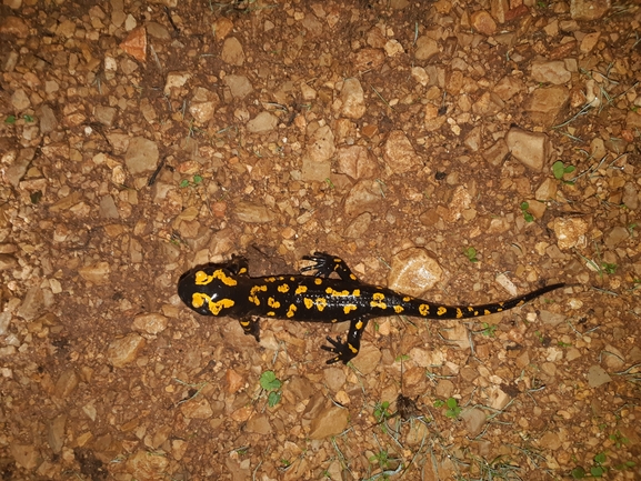 Salamandra infraimmaculata  photographed by שי קורן 