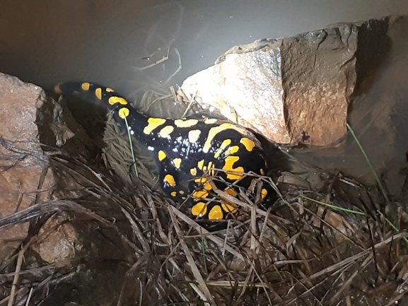 Salamandra infraimmaculata  photographed by שי קורן 