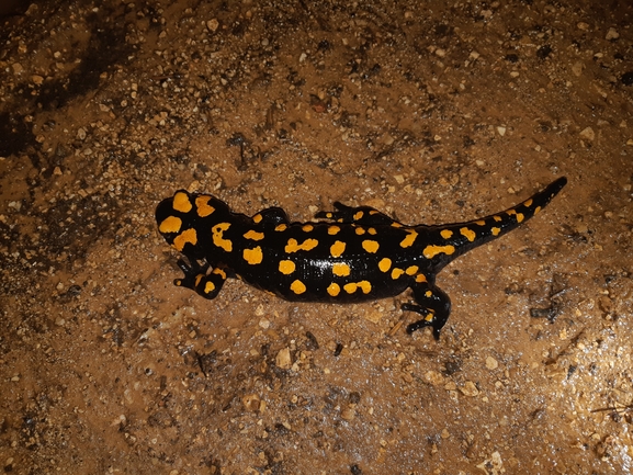 Salamandra infraimmaculata  photographed by שי קורן 