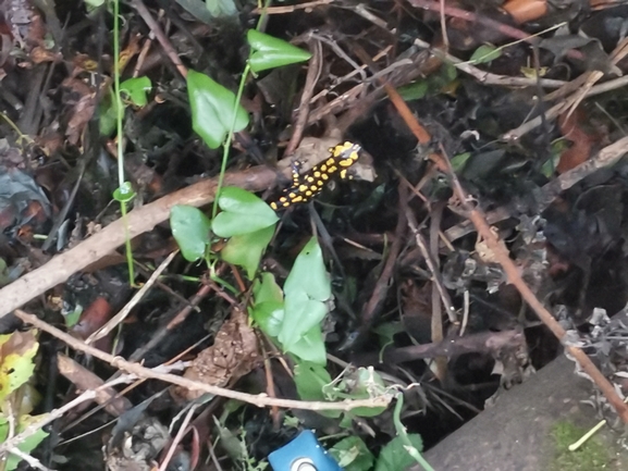 Salamandra infraimmaculata  photographed by צוות תל דן 