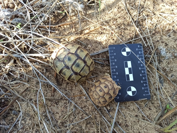 צב-יבשה מצוי  צולם על ידי בעז שחם 