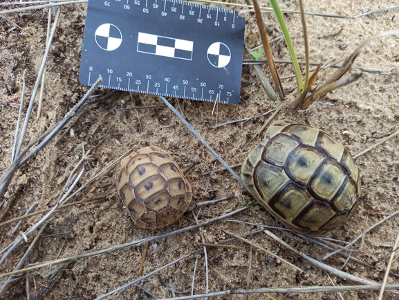 Testudo graeca  photographed by בעז שחם 