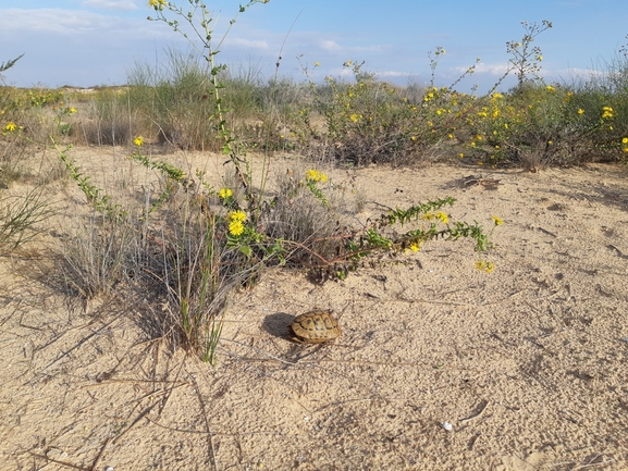 Testudo graeca  photographed by סיון מרדוק 