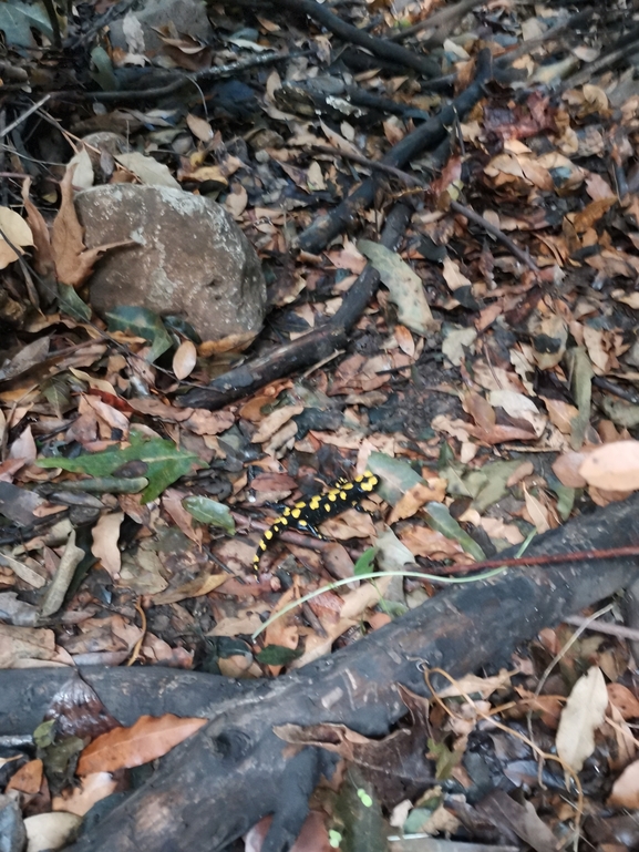 Salamandra infraimmaculata  photographed by צוות תל דן 