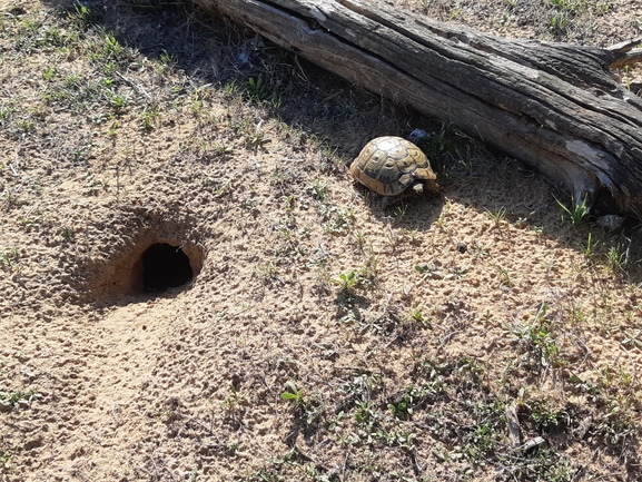 Testudo graeca  photographed by סיון מרדוק 