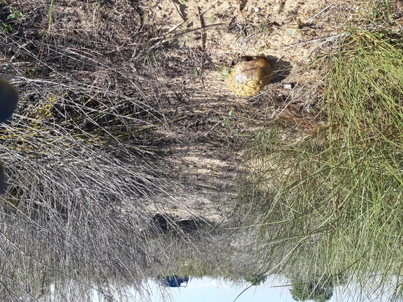 Testudo graeca  photographed by סיון מרדוק 