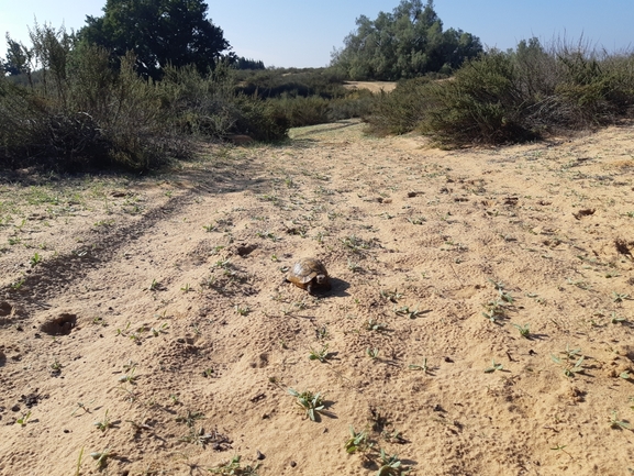 Testudo graeca  photographed by סיון מרדוק 