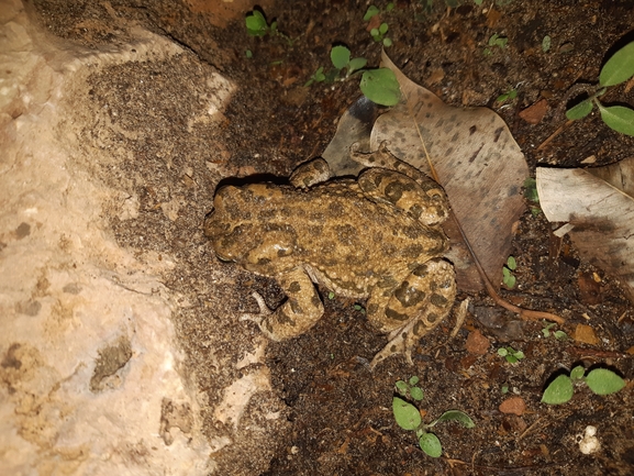 Bufo viridis  photographed by צליל לבין 