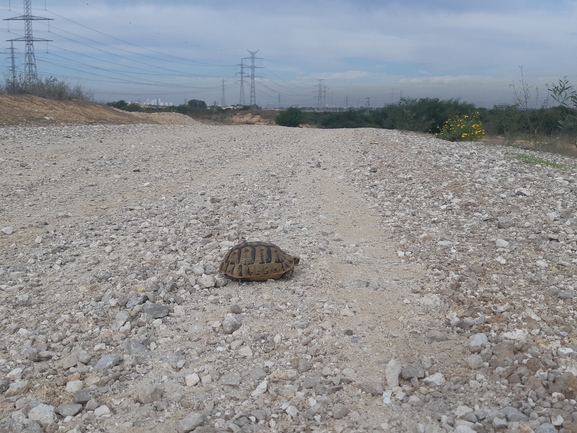 Testudo graeca  photographed by סיון מרדוק 