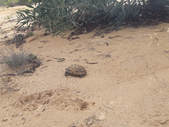 Testudo graeca  photographed by סיון מרדוק 