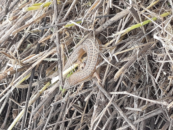 Mabuya vittata  photographed by יונתן סבלסקי 