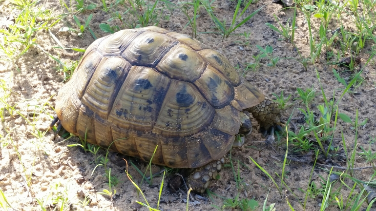 Testudo graeca  photographed by קובי בן עטיה 