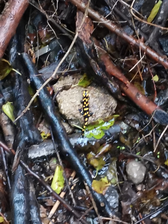 Salamandra infraimmaculata  photographed by צוות תל דן 