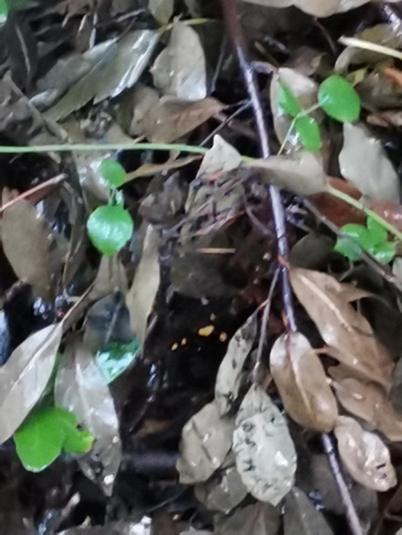 Salamandra infraimmaculata  photographed by צוות תל דן 