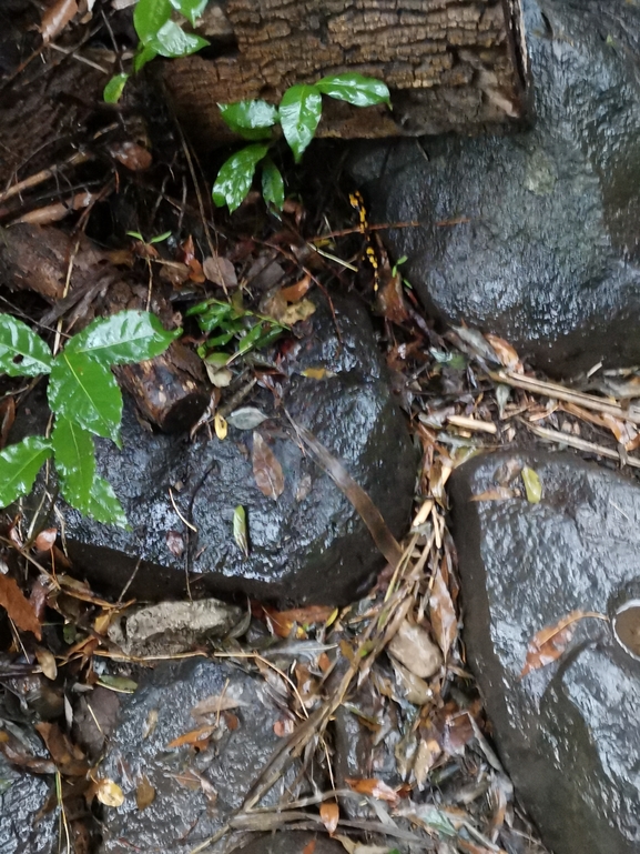 Salamandra infraimmaculata  photographed by צוות תל דן 