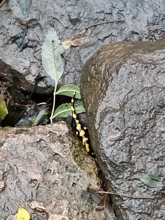 Salamandra infraimmaculata  photographed by צוות תל דן 