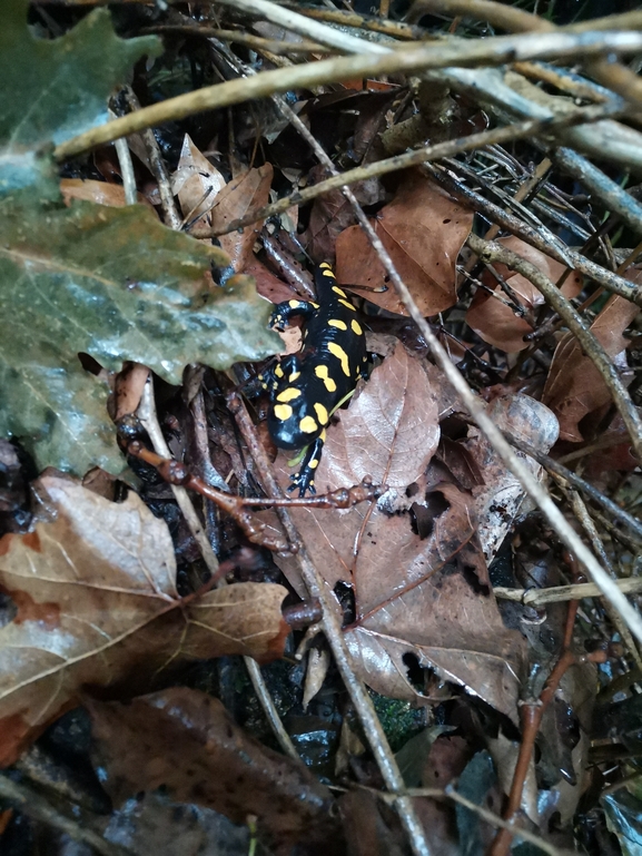 Salamandra infraimmaculata  photographed by צוות תל דן 