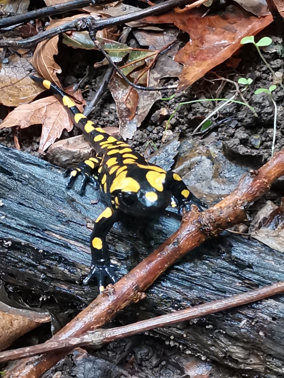 Salamandra infraimmaculata  photographed by צוות תל דן 