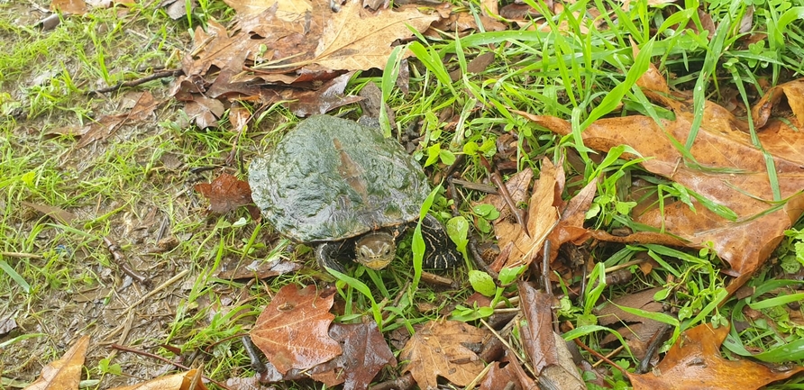 Mauremys caspica rivulata  photographed by יונתן סבלסקי 