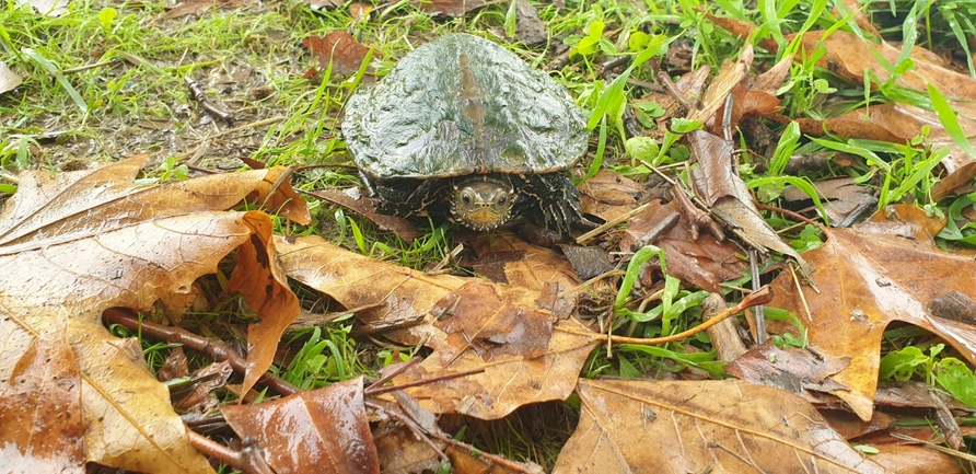 Mauremys caspica rivulata  photographed by יונתן סבלסקי 