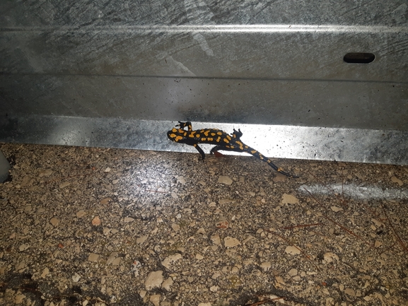 Salamandra infraimmaculata  photographed by עמית דולב 