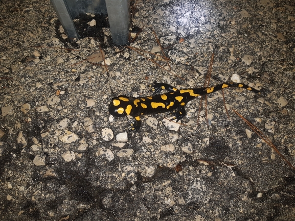 Salamandra infraimmaculata  photographed by עמית דולב 