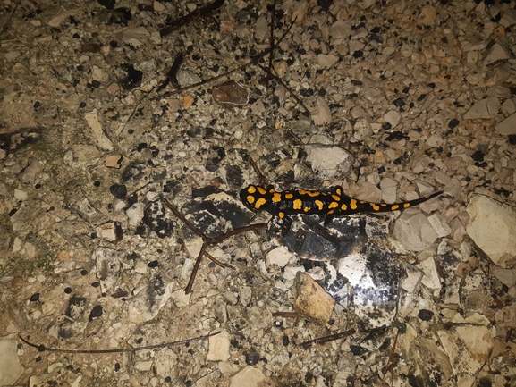 Salamandra infraimmaculata  photographed by עמית דולב 