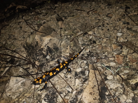 Salamandra infraimmaculata  photographed by עמית דולב 