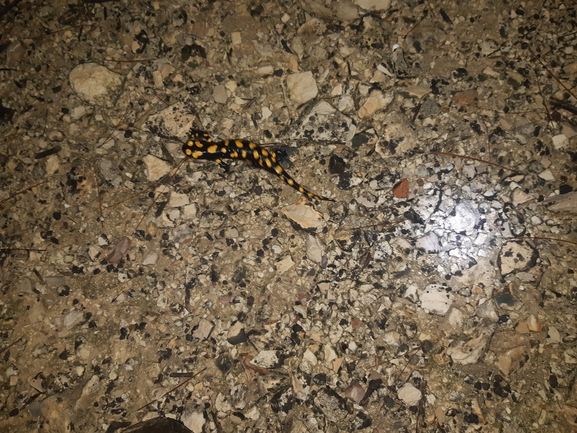 Salamandra infraimmaculata  photographed by עמית דולב 