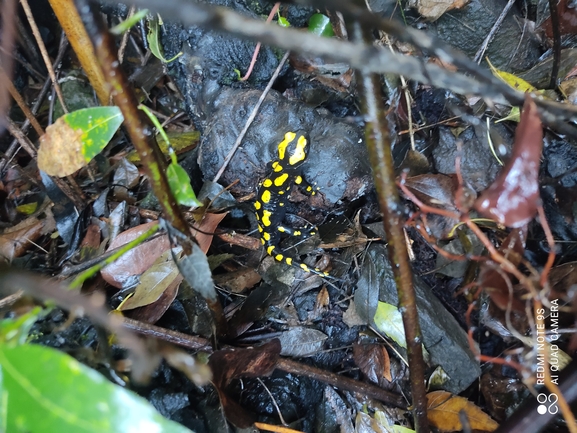 Salamandra infraimmaculata  photographed by רמדאן עיסא 