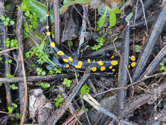 Salamandra infraimmaculata  photographed by רמדאן עיסא 