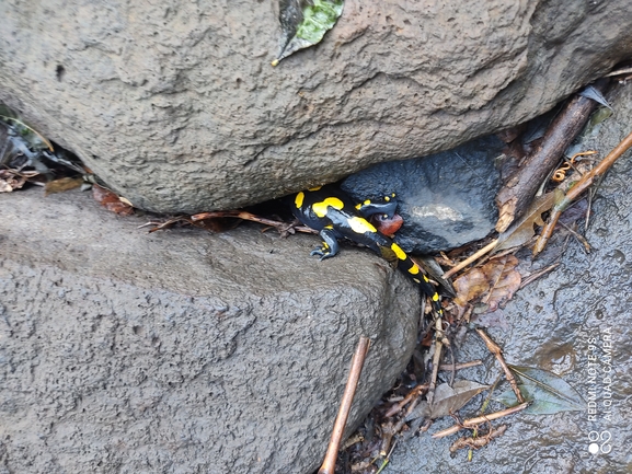 Salamandra infraimmaculata  photographed by רמדאן עיסא 