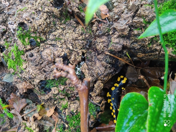 Salamandra infraimmaculata  photographed by רמדאן עיסא 