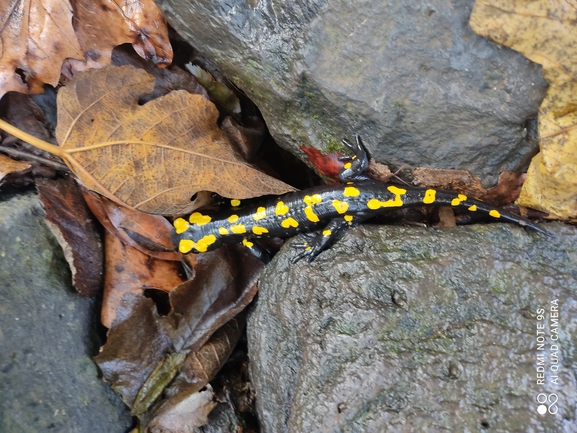 Salamandra infraimmaculata  photographed by רמדאן עיסא 