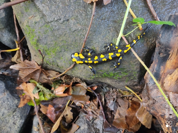 Salamandra infraimmaculata  photographed by רמדאן עיסא 