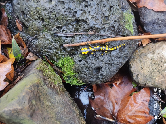 Salamandra infraimmaculata  photographed by רמדאן עיסא 