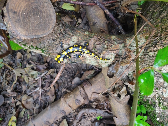 Salamandra infraimmaculata  photographed by רמדאן עיסא 